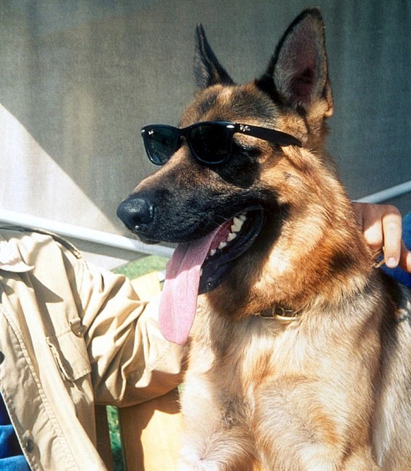 寵物富豪榜出爐 富豪狗竟坐擁3.75億美元資產(chǎn)