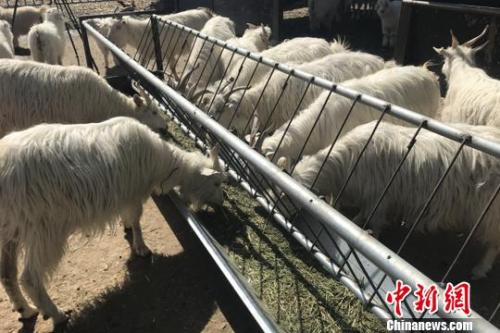 羊肉價格坐上火箭：北京羊肉漲價，12月漲到38元一斤了，北京羊肉還算便宜的，溫州鄉(xiāng)下一些菜市場賣的本地羊肉，去年就賣到60多元一斤了，到農村養(yǎng)殖戶買黑山羊價格更貴，要75元一斤，過年還會漲價。</