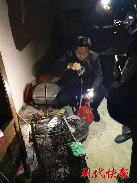 冰柜中藏413只鳥