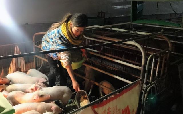 與豬同寢年入百萬