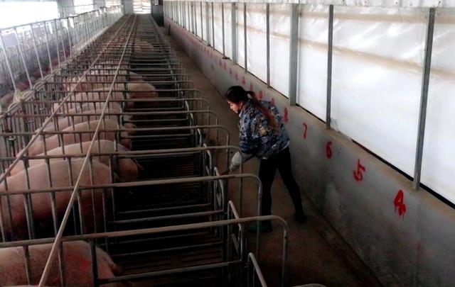 與豬同寢年入百萬