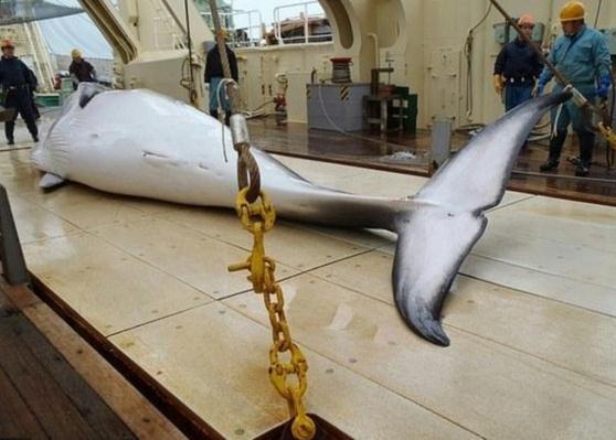 日本是海盜捕鯨國