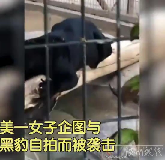 女子與黑豹自拍遭襲擊