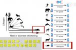端粒縮短率可以預(yù)測(cè)物種壽命 影響動(dòng)物壽命因素或被