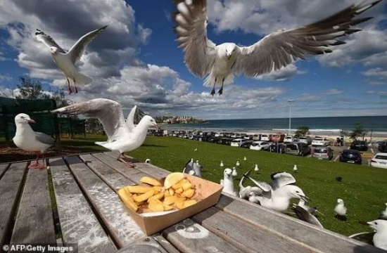 海鷗攜帶超級細菌