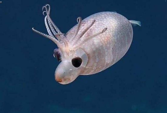 海底發現小豬烏賊