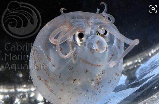 海底發現小豬烏賊