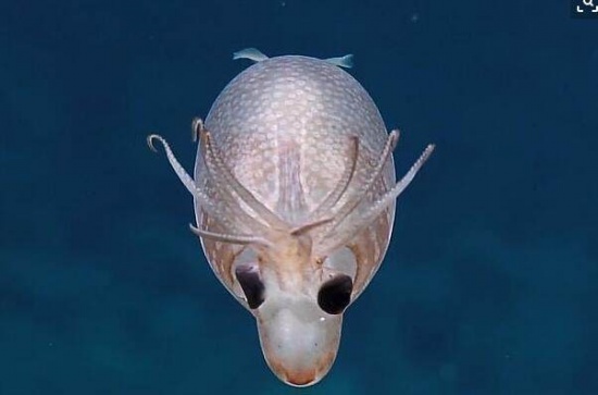 海底發現小豬烏賊