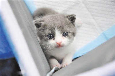 克隆貓定價(jià)每只25萬