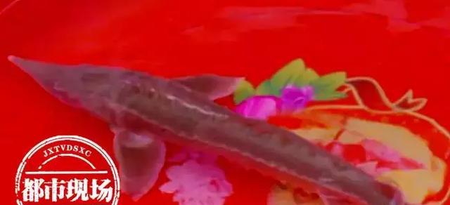 極其罕見!江西男子在贛江抓到“怪魚”,是國家一級保護(hù)動(dòng)物