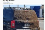 吉普車慘遭4萬蜜蜂霸車