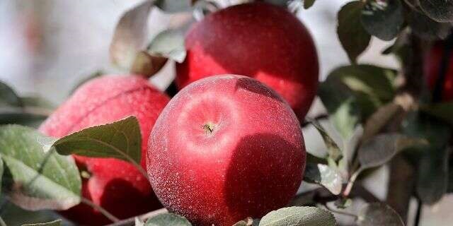 可保鮮1年的蘋果