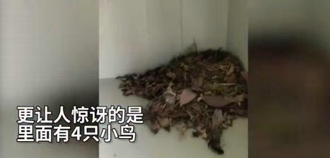 宿舍柜子孵出小鳥(niǎo)