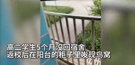 宿舍柜子孵出小鳥(niǎo)