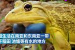 印度水塘出現金色青蛙 那就不叫青蛙叫金蛙了