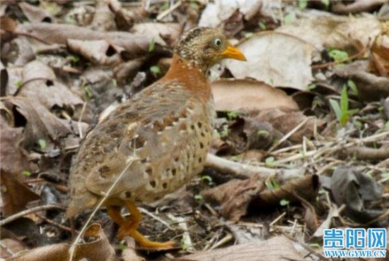貴州山中龍吟為鳥(niǎo)類發(fā)出聲源