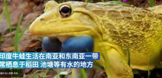 印度水塘出現金色青蛙