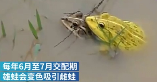 印度水塘出現金色青蛙