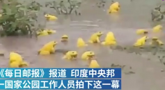 印度水塘出現金色青蛙