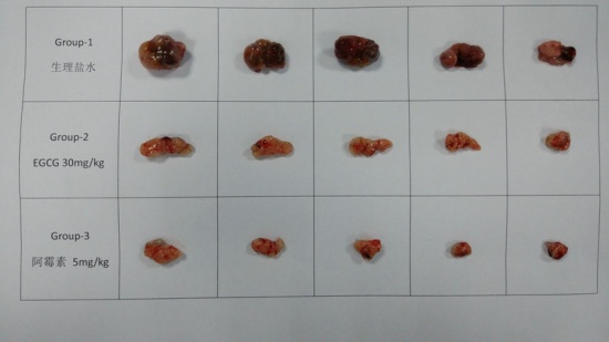 又有2名小學生研究喝茶抗癌獲獎