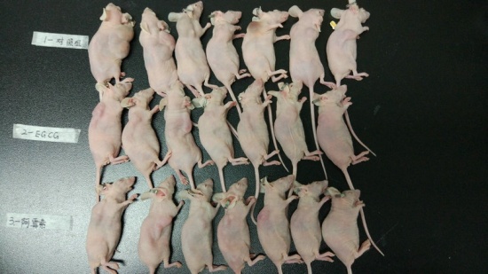 又有2名小學生研究喝茶抗癌獲獎