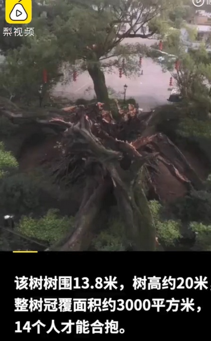 廣東1100多歲古榕樹倒塌