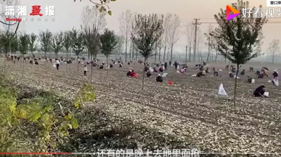 承包商收花生遭數(shù)百村民哄搶