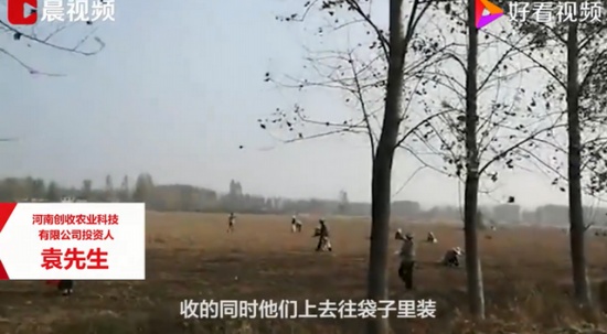 承包商收花生遭數(shù)百村民哄搶