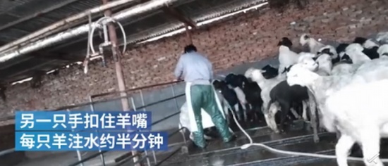 屠宰場給活羊灌水后宰殺