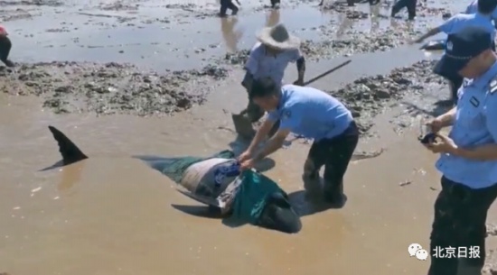 12頭疑似鯨豚擱淺浙江海域