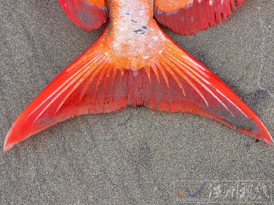 俄勒岡海灘發現罕見熱帶魚月魚 漂亮的Opah魚