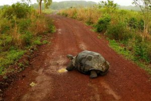 厄瓜多爾回購債券保護加拉帕戈斯群島