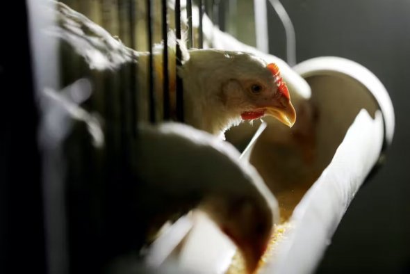巴西擔(dān)心禽流感疫苗接種會增加貿(mào)易壁壘