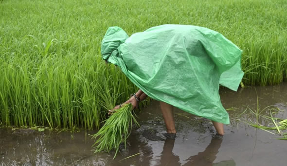 高溫和戰(zhàn)爭(zhēng)以及出口禁令導(dǎo)致全球糧食威脅正在加劇