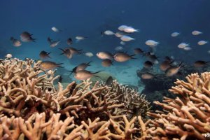 澳大利亞大堡礁珊瑚