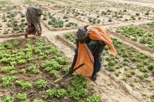 歐洲和非洲必須突破氣候適應(yīng)的界限